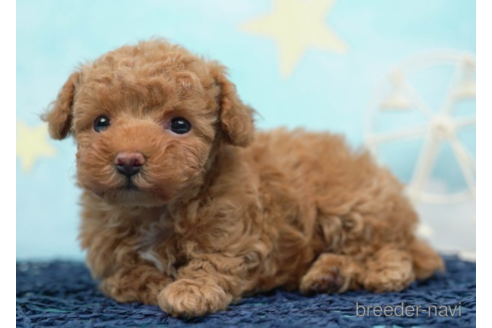 成約済の千葉県のタイニープードル-225160の4枚目